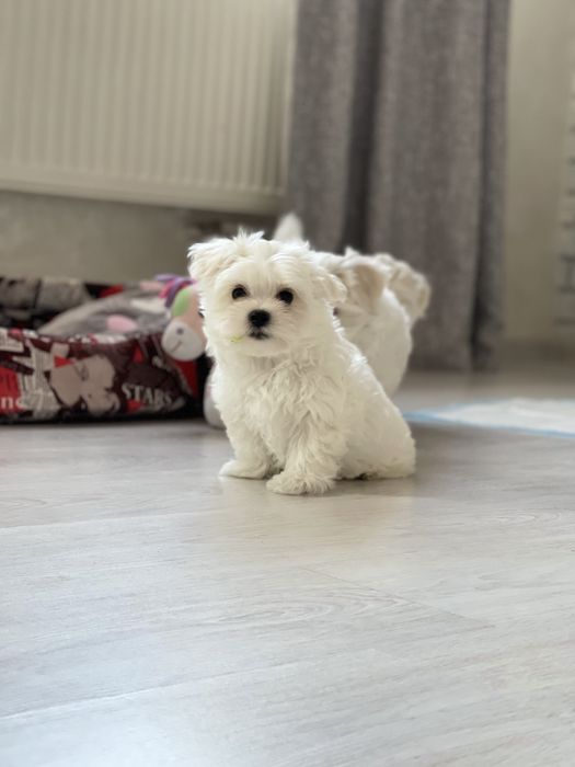 Малыш Мальтезе с документами