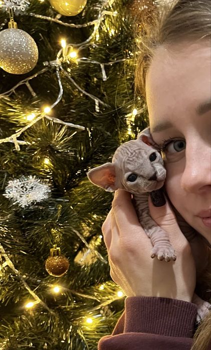 Канадський сфінкс