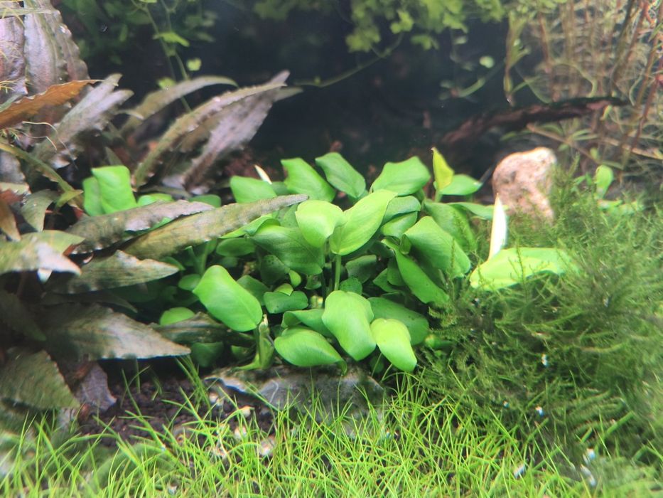 Vendo aquário plantado completo com filtro JBL 1502 sistema CO2 luminária week Aqua e móvel