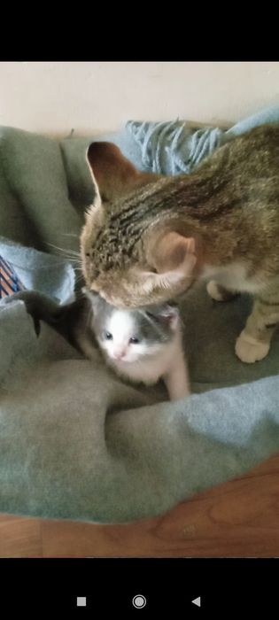 віддамо в хороші руки кошеняток