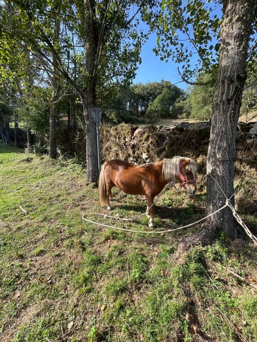 Vendo ponei femea de 85,90cm