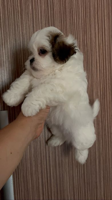 Цуценя МальтіШи