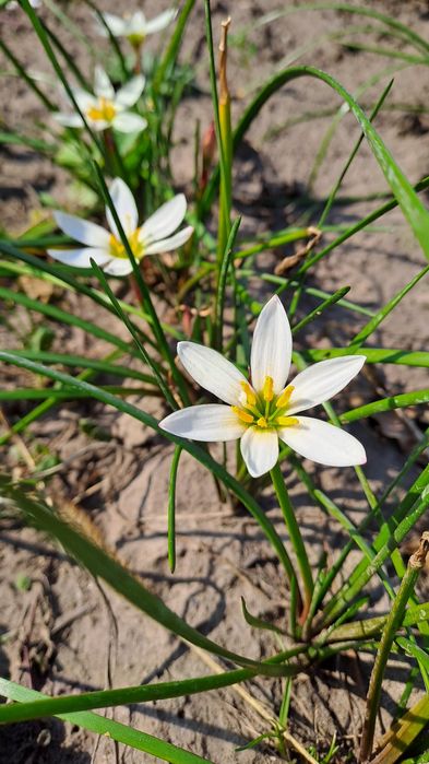Квіти Зефірантес