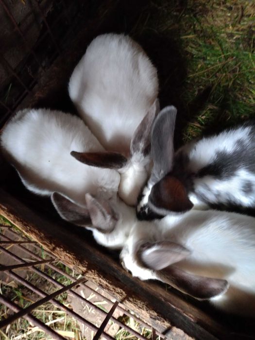 Sprzedam króliki 9-10 miesięcy
