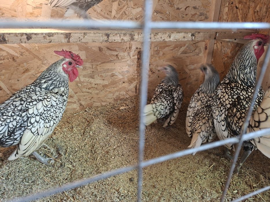 Куры яванская бентамка