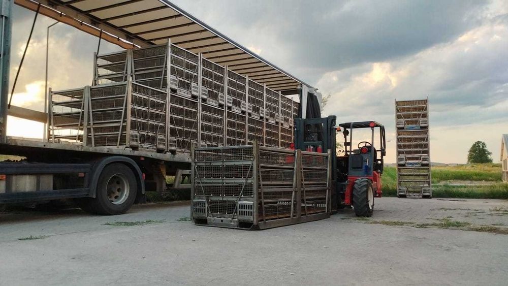 ZAŁADUNEK DROBIU - łapanie kur