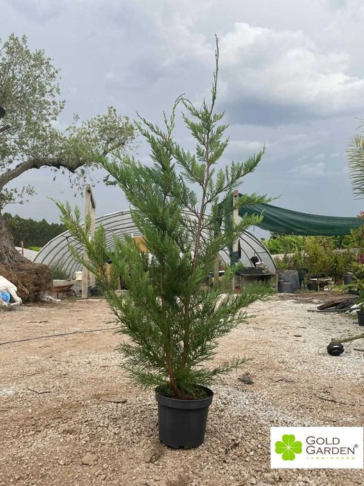 Cedros Leyland a bom preço! Jardim / Exterior / Sebe / Vedação