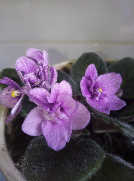 Фиалки разных цветов