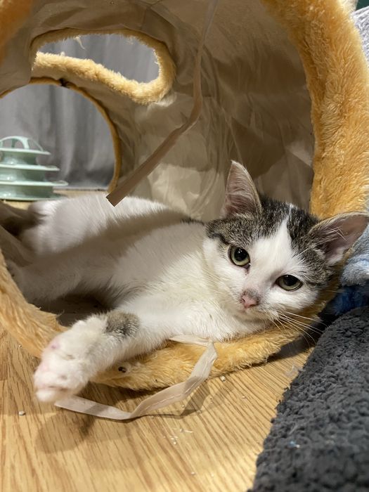 Szukamy domu! Nasturcja i Benio