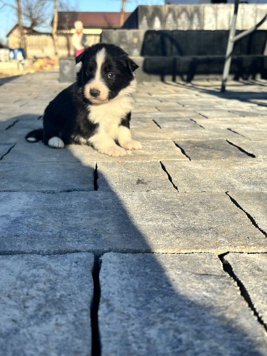 Czarno-Biały piesek border collie