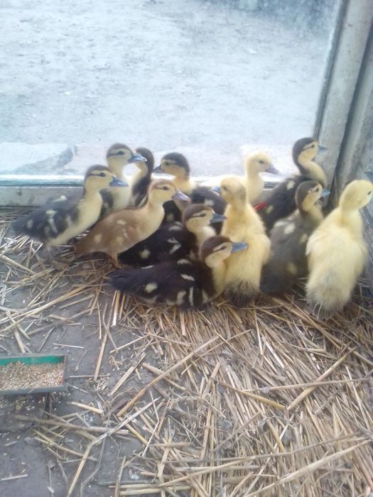 Продам індокаченята  різного віку