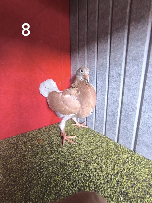 Pombos fantasia várias raças