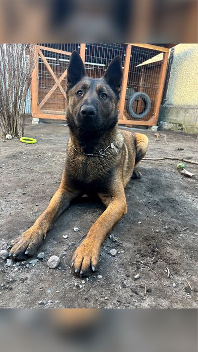 Owczarek belgijski, owczarek holenderski
