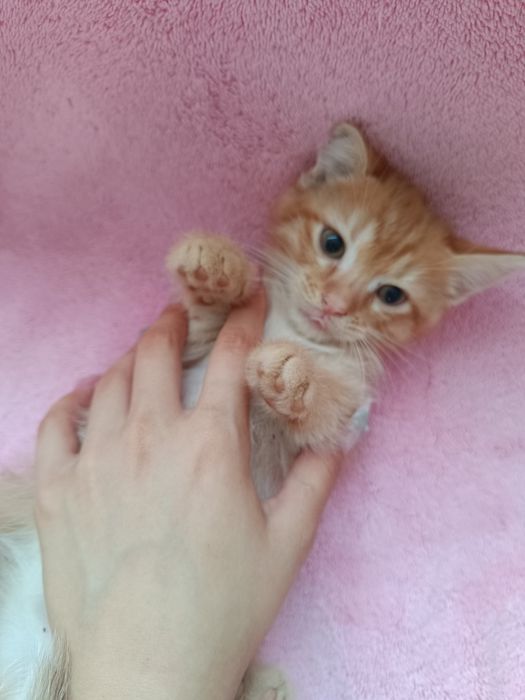Віддам котяток даром