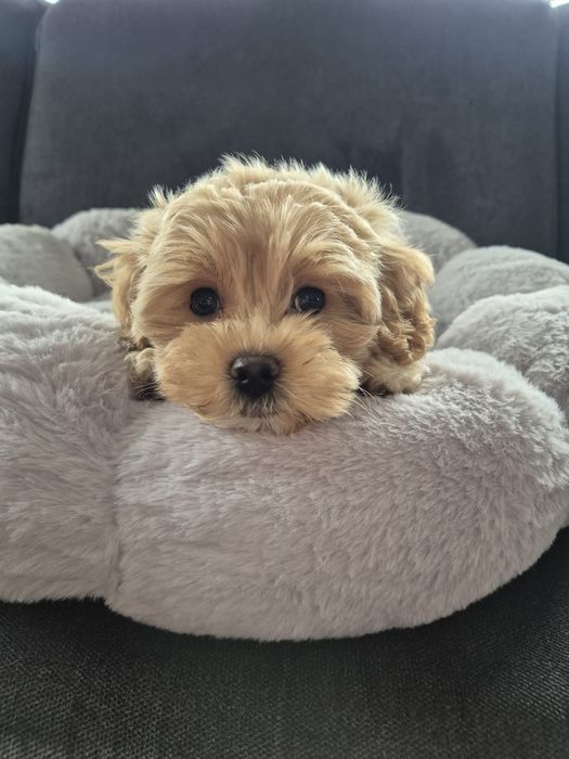 CUDOWNY Szczeniak Maltipoo  ! Rodowód + Chip!