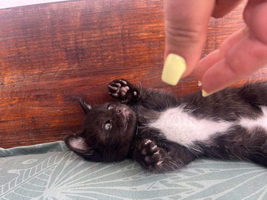 Gatinha para adoção responsável