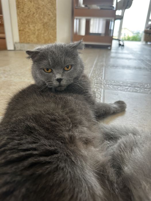 Шотландські висловухі кошенята