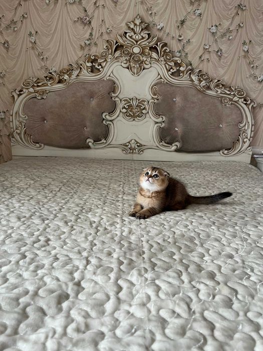 Хлопчик Золота шиншила. Шотландські кошенята. Золотая шиншилла