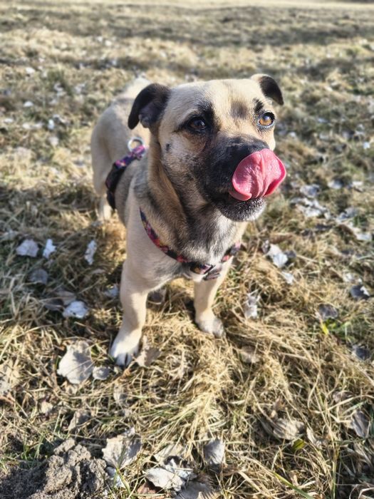 Borys w typie mopsa szuka domu