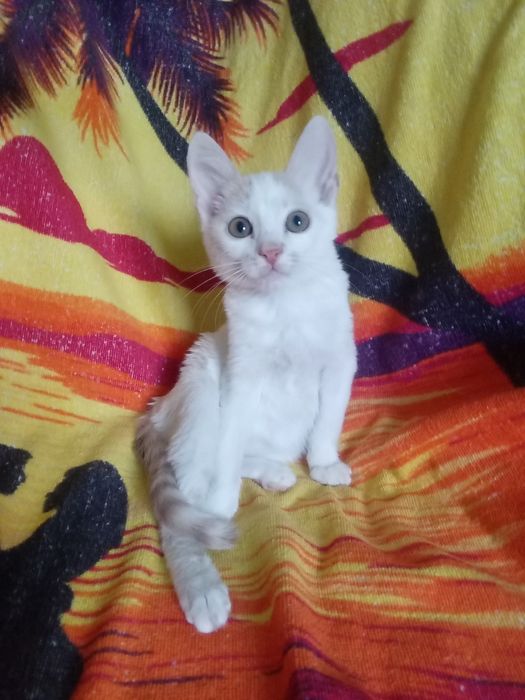 Кошенята у добрі руки. Кошеня. Кіт.
