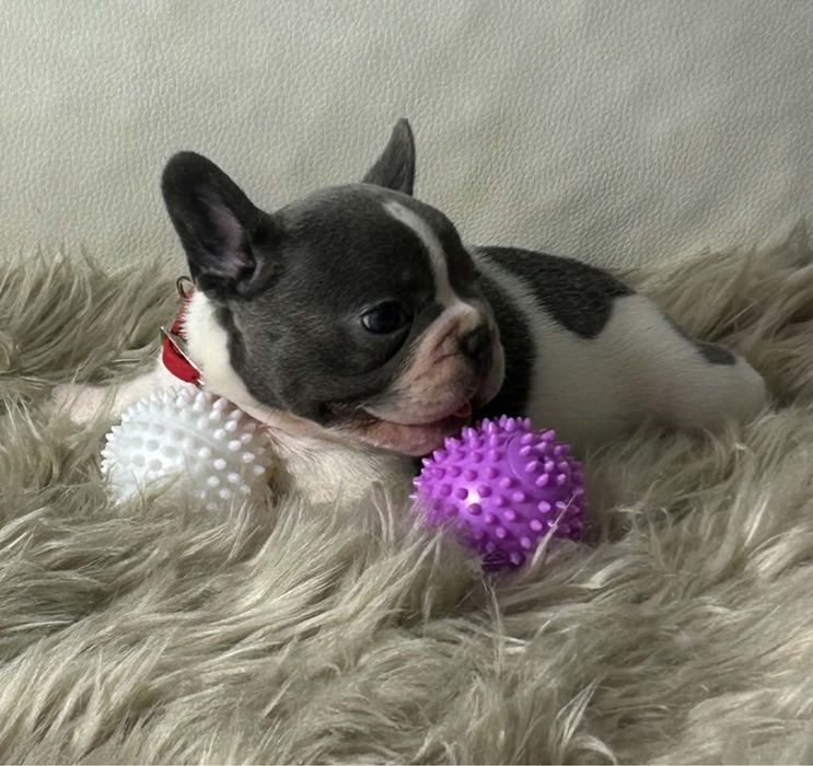 Buldog Francuski