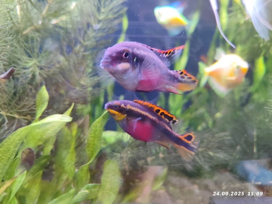 Цихлида - попугай рыбка