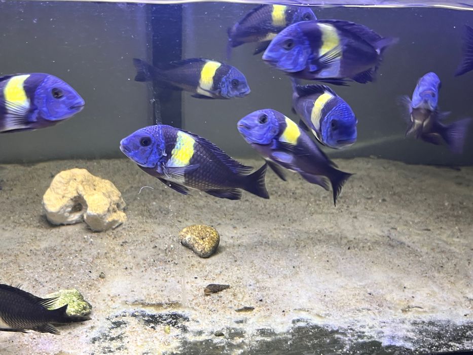 Tropheus Dubois Maswa! Zobacz