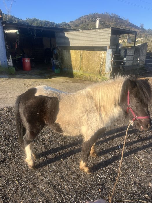 Ponei femea 3 anos mansa