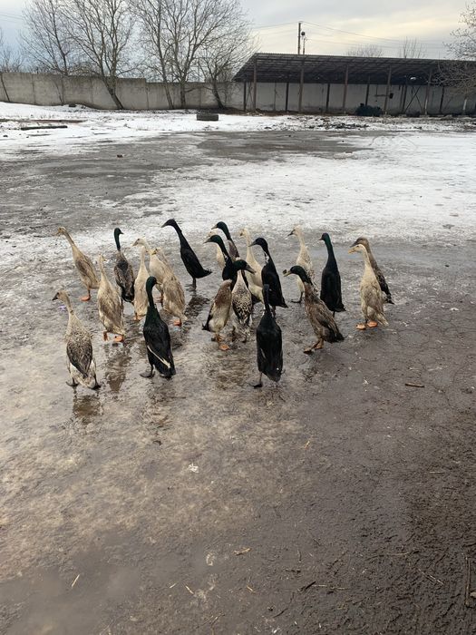 Продамо качки породи Індійські бігуни