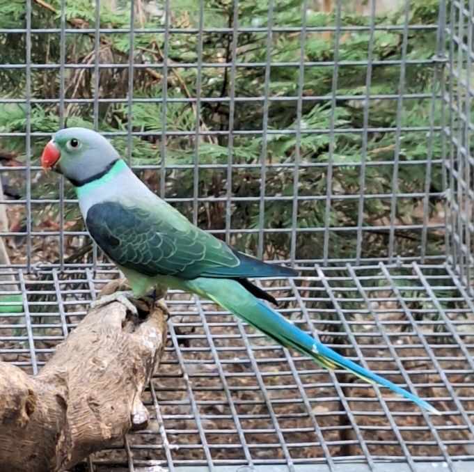 Psittacula columboides