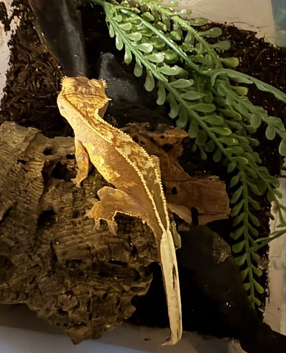 Gekon orzesiony + wyprawka