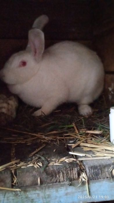 Продам,  велику , гарну кролишку