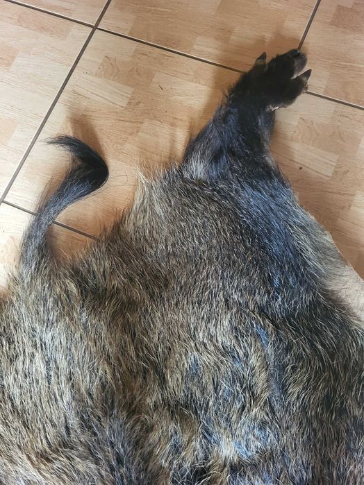 Skóra z dzika z racicami i uszkami
