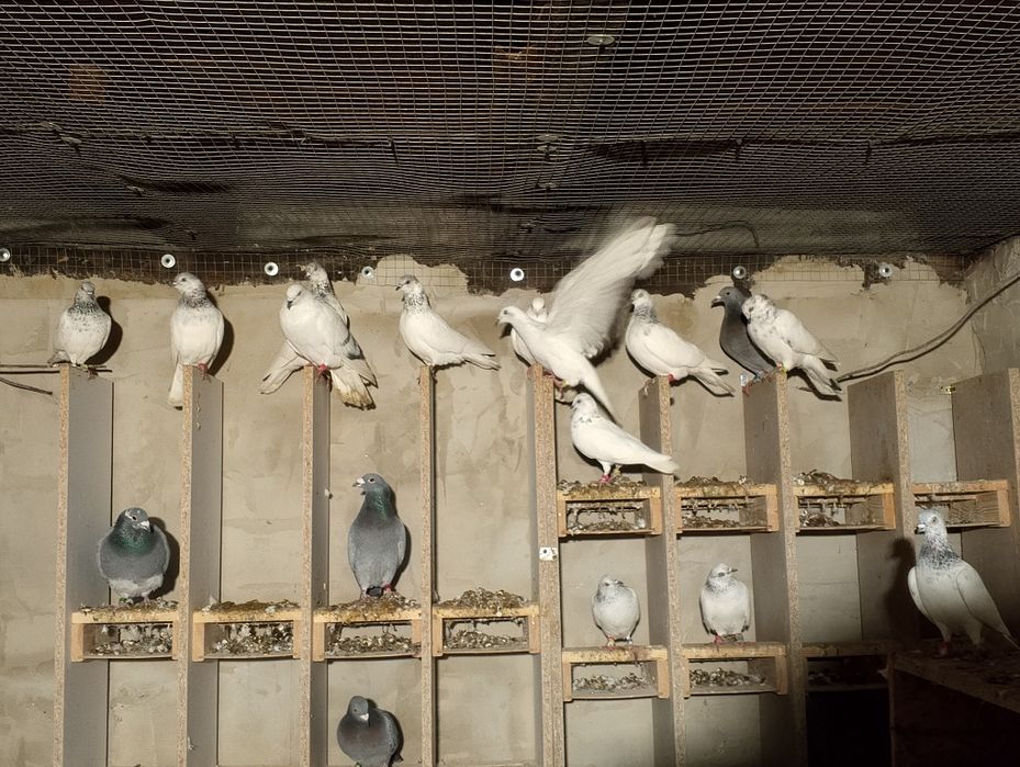 Gołębie ozdobne budapeszty wysokolotne