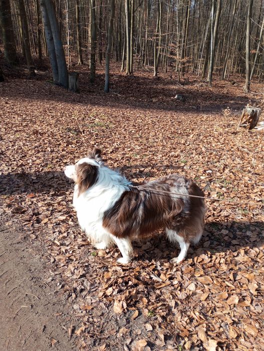 Border collie / blue merle / szczeniak/ suczka / rodowód
