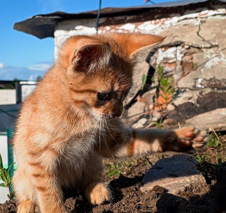Віддам чудових кошенят