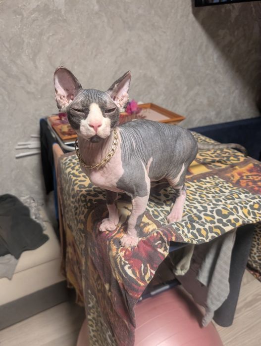 Прода кота сфінкса
