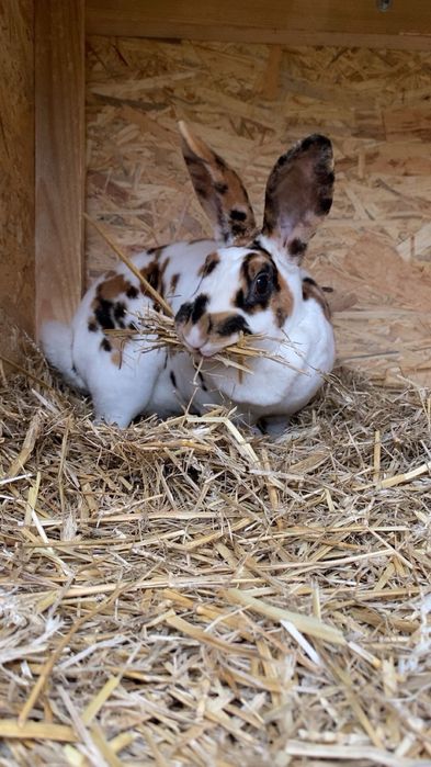 Króliki rex reks trójbarwny samiec samica młode