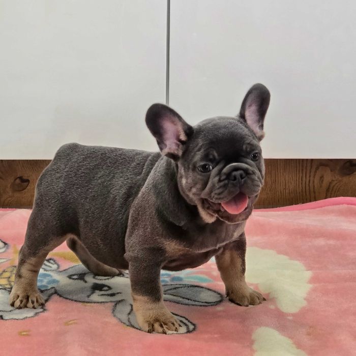 Buldog Francuski śliczny Blue Tan