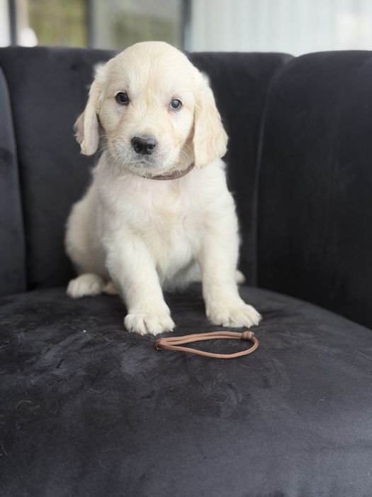 Golden Retriever  top