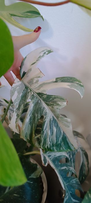 Monstera alba borsigiana dla Pani Patrycji