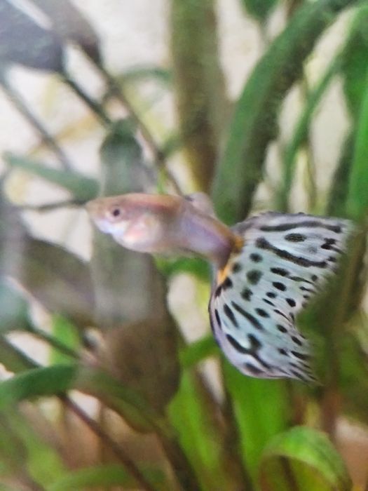 Guppys Japan blue mosaico