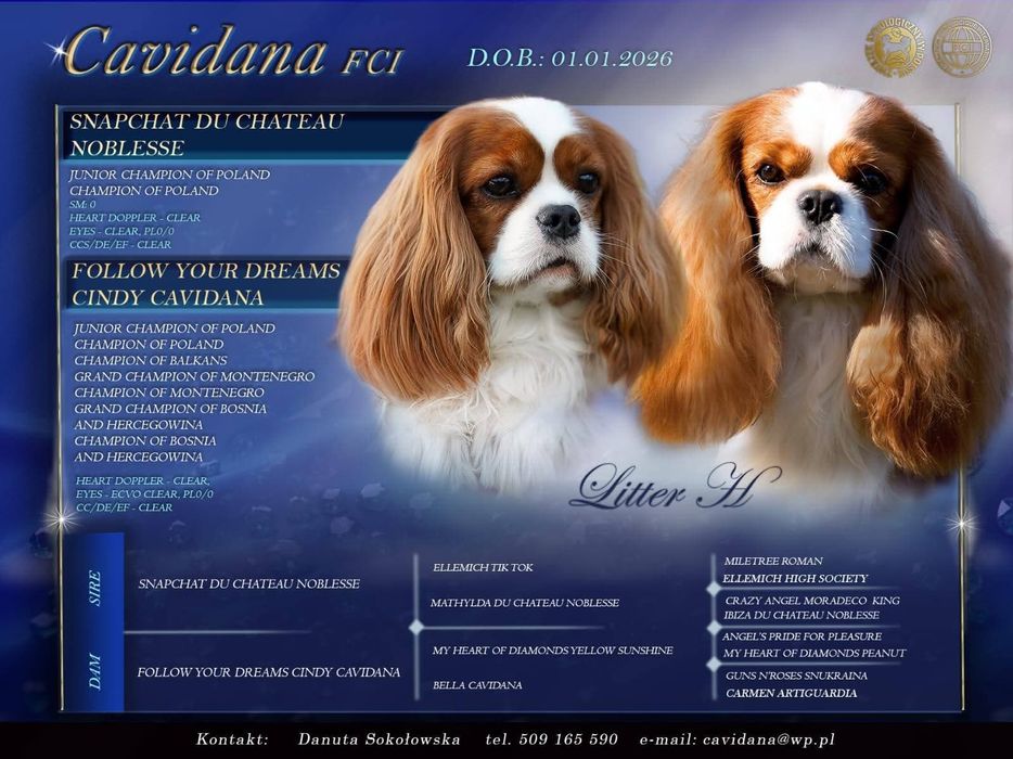 Cavalier King Charles Spaniel