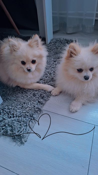 Szpic miniaturowy pomeranian