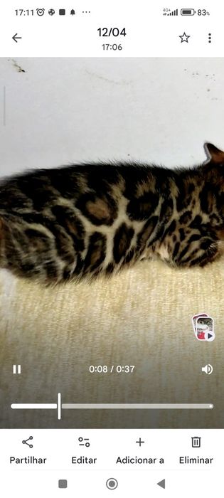 Gatinho  Bengal 2 meses