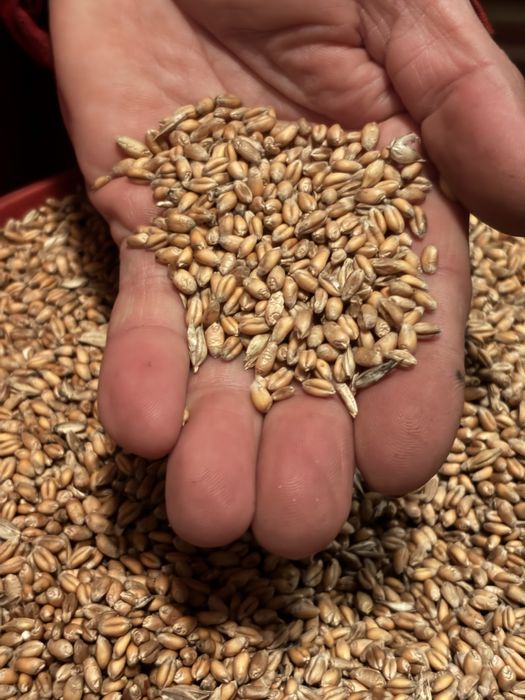 Pszenica ozima 2025 * Ładna *