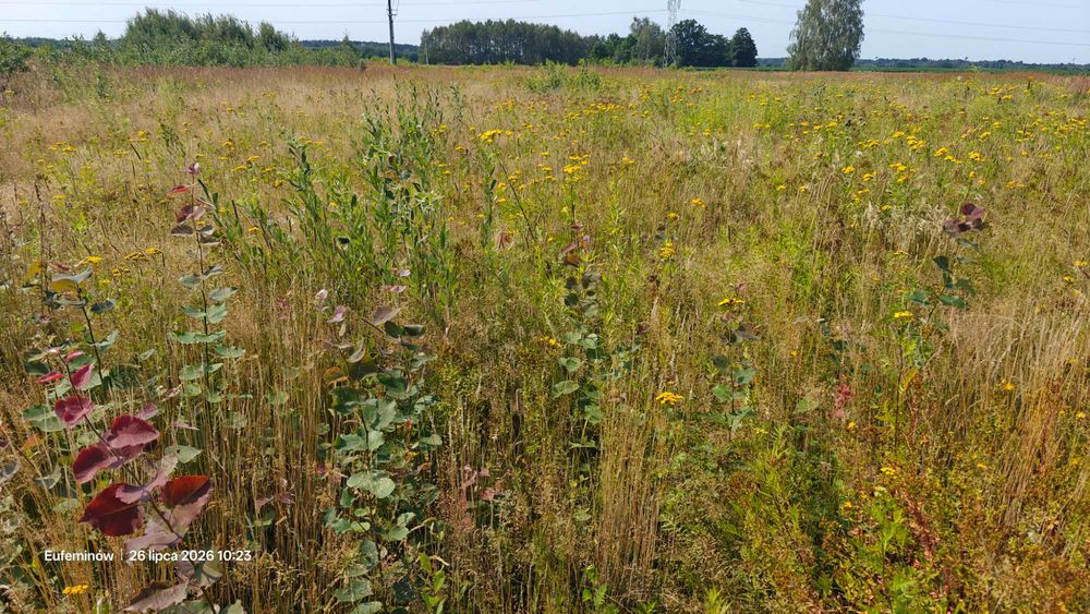 Oddam łąkę do skoszenia 2,5ha