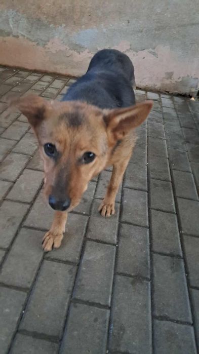 Wiki do pilnej adopcji!