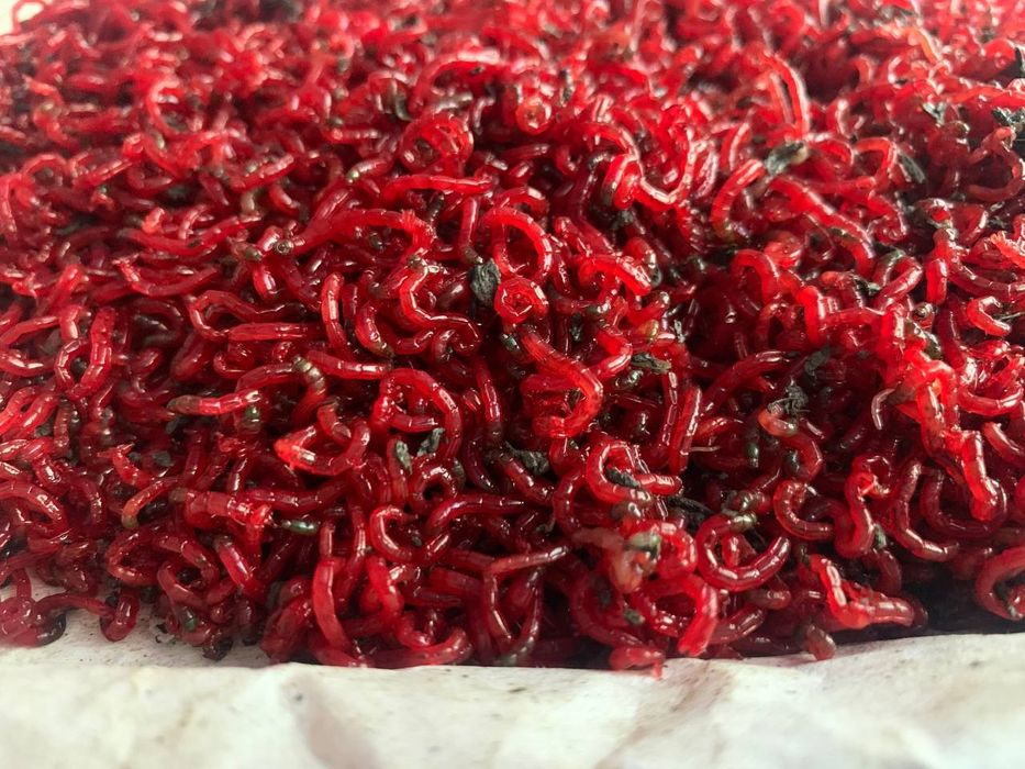 Мотиль крупний рибацький