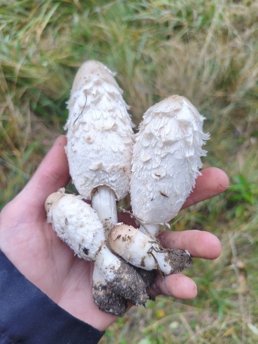 Grzyb Czernidłak Kopyłkowaty